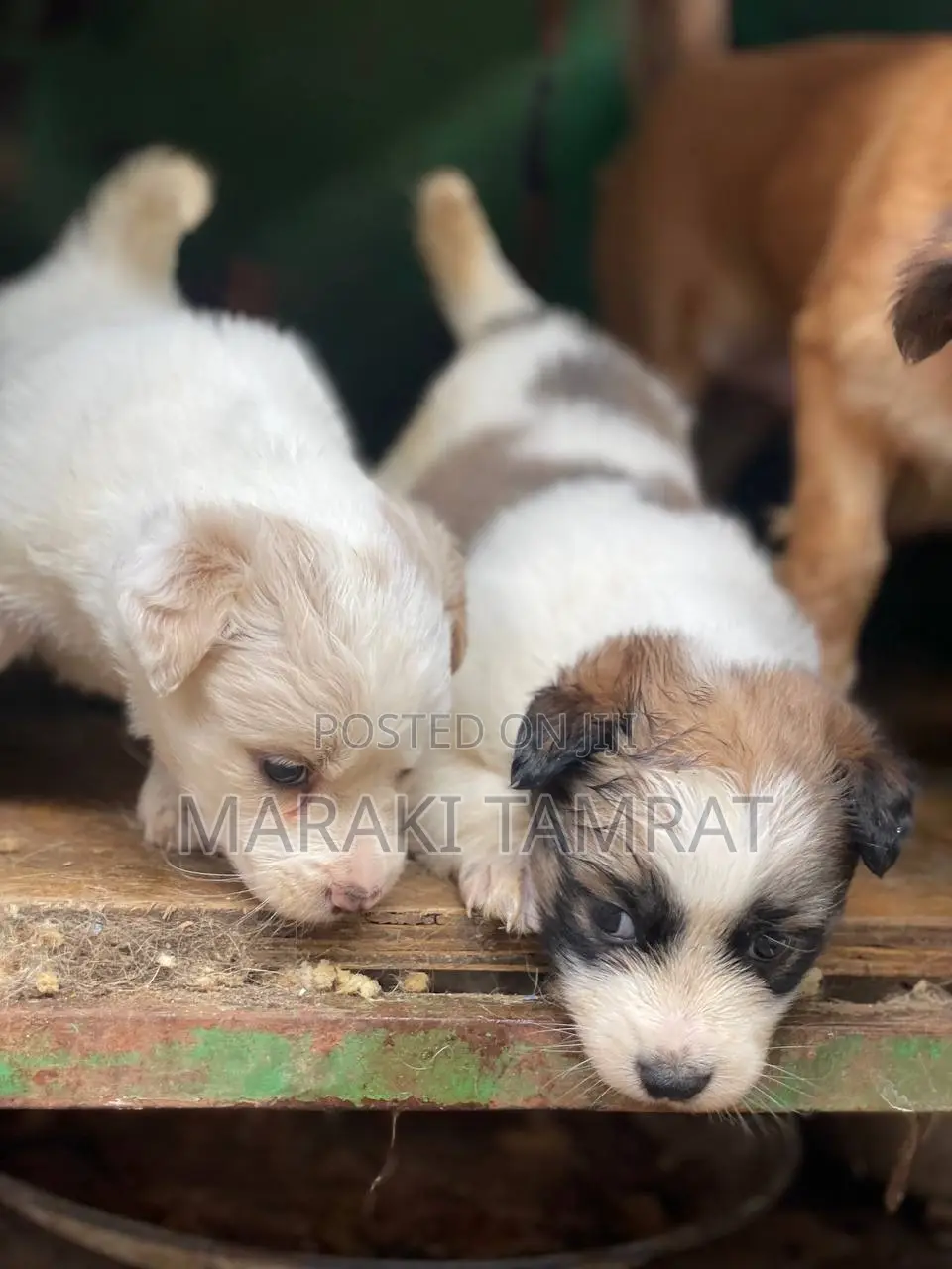 1-3 months Female Purebred Maltese