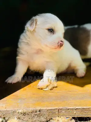 Photo - 1-3 months Female Purebred Maltese