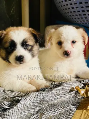 Photo - 1-3 months Male Purebred Maltese