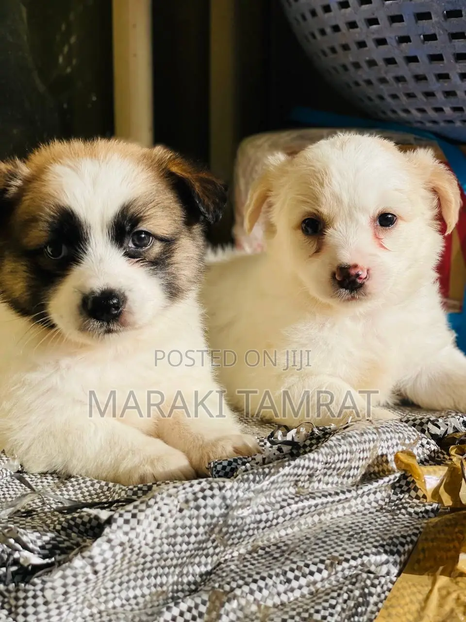 1-3 months Male Purebred Maltese