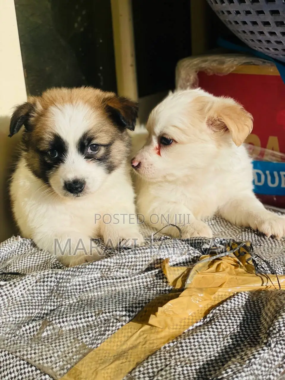 1-3 months Male Purebred Maltese