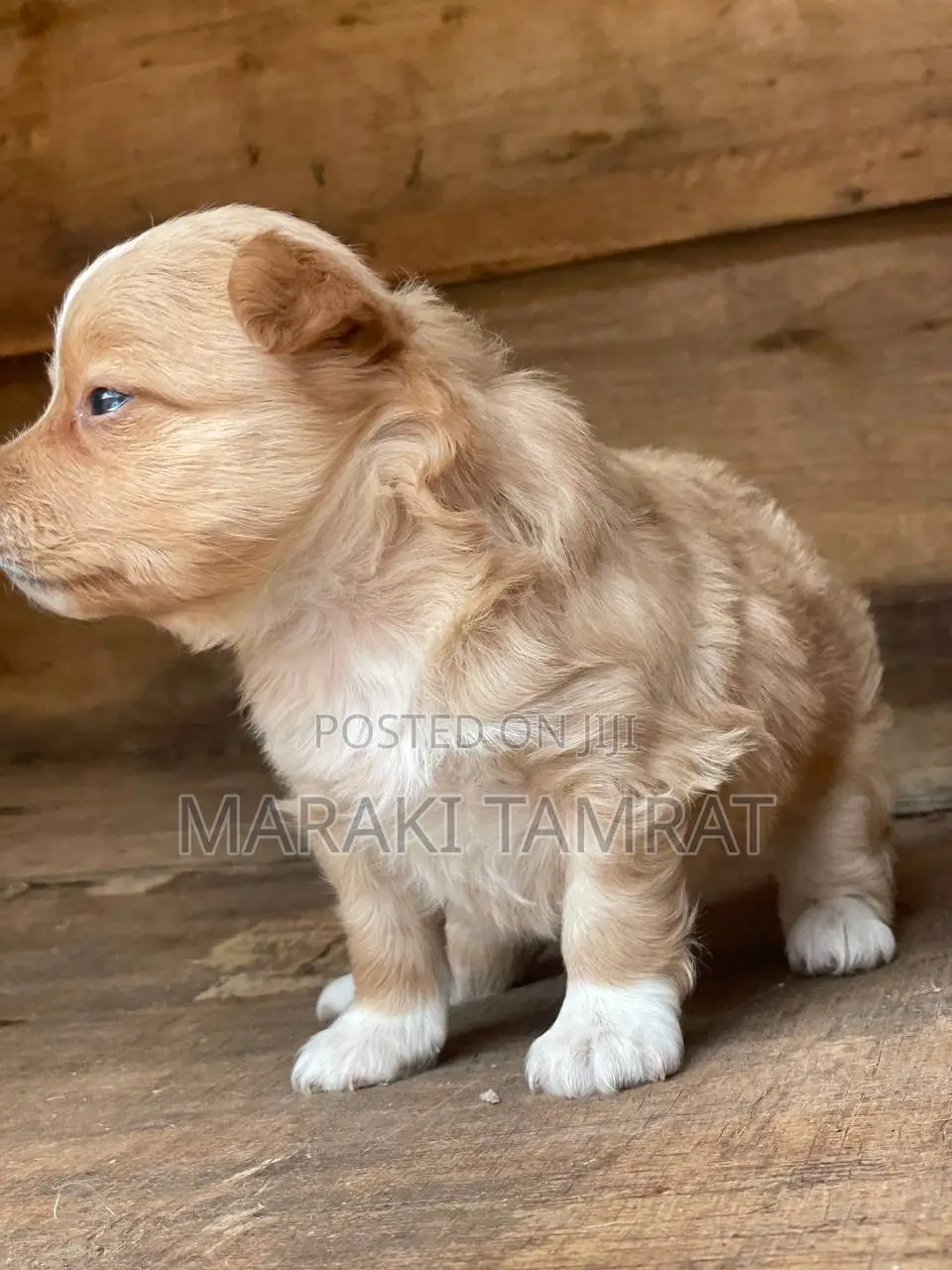 1-3 months Male Purebred Maltese
