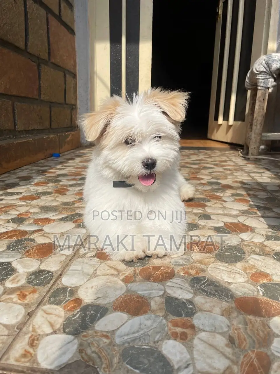 1-3 months Male Purebred Maltese