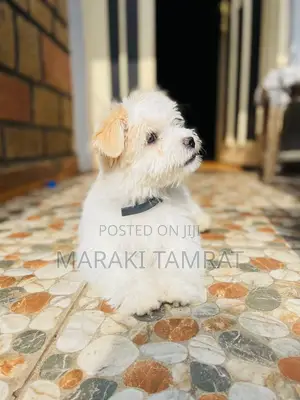 Photo - 1-3 months Male Purebred Maltese