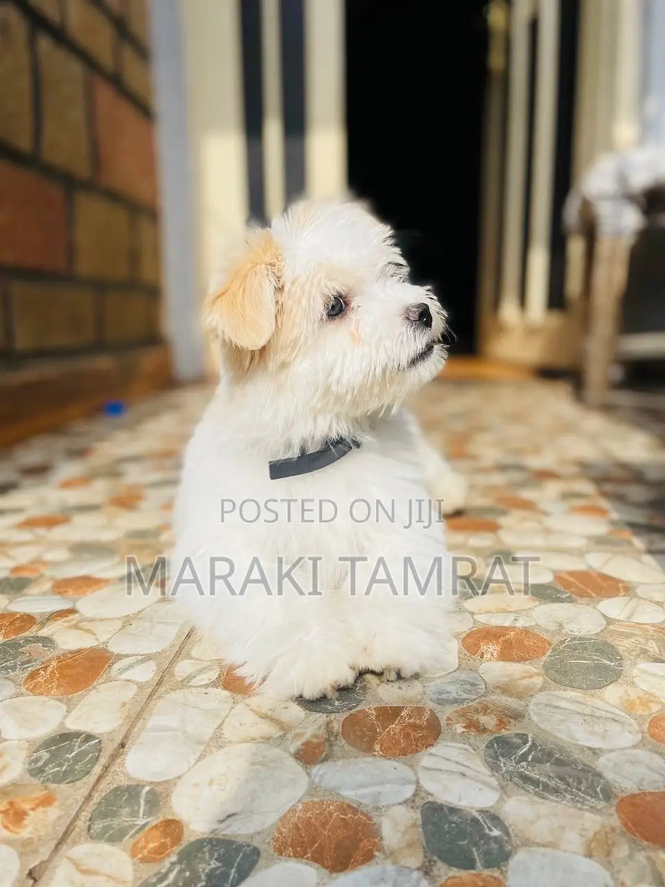 1-3 months Male Purebred Maltese