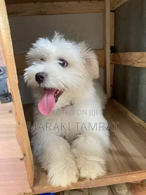 Photo - 1-3 months Male Purebred Maltese