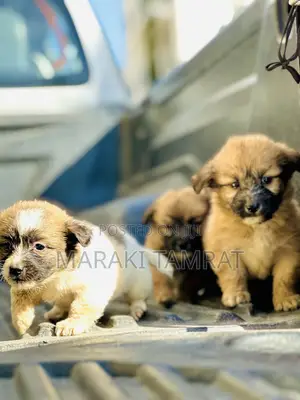 1-3 months Male Purebred Maltese