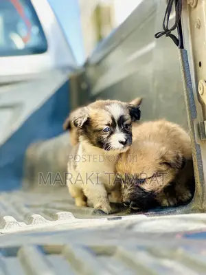 Photo - 1-3 months Male Purebred Maltese