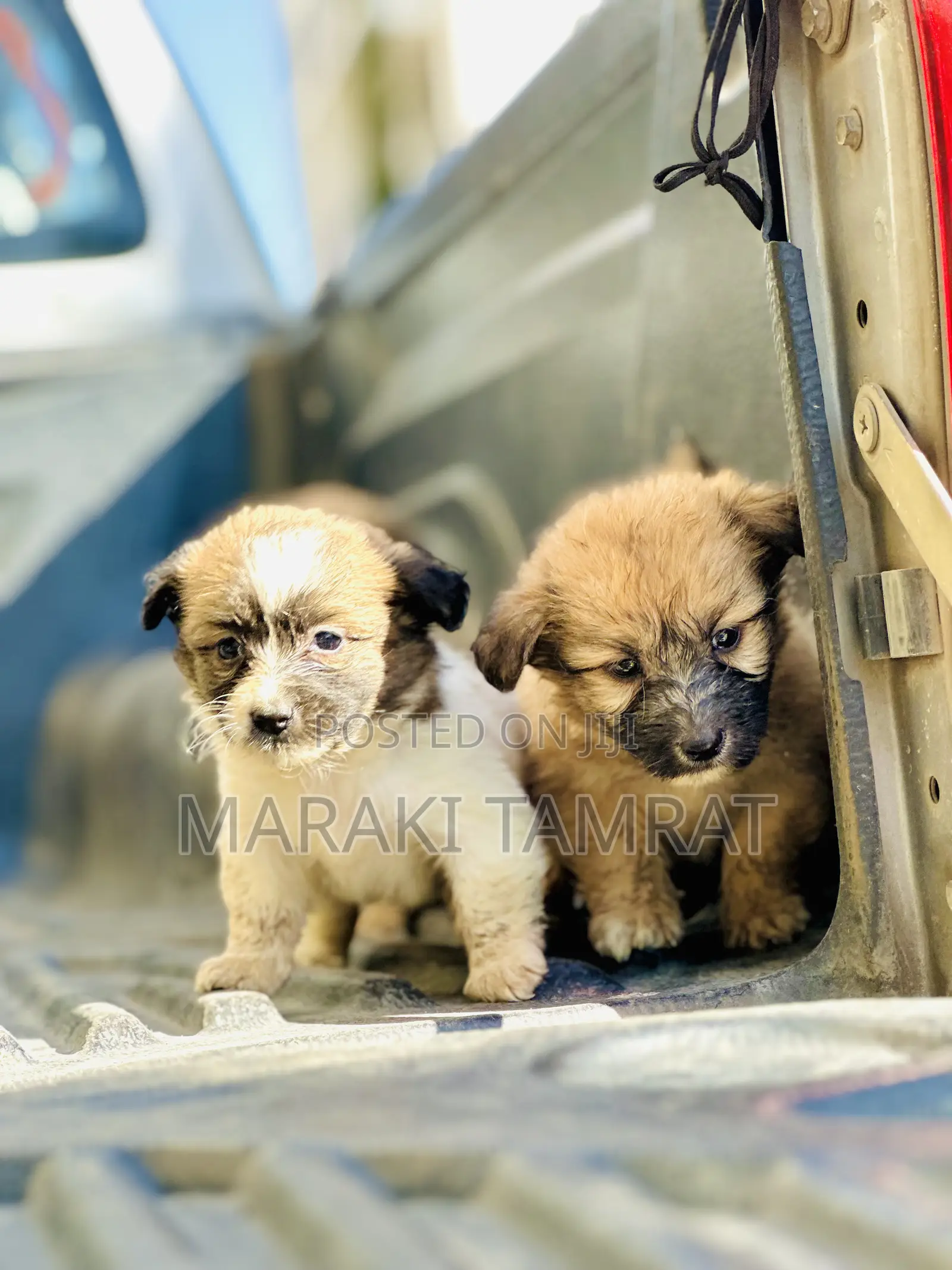 1-3 months Male Purebred Maltese
