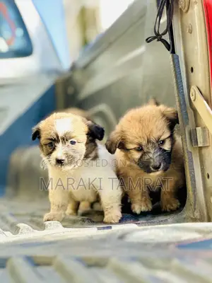 1-3 months Male Purebred Maltese