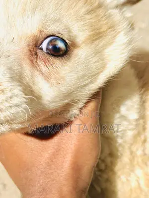 Photo - 1-3 months Female Purebred Golden Retriever