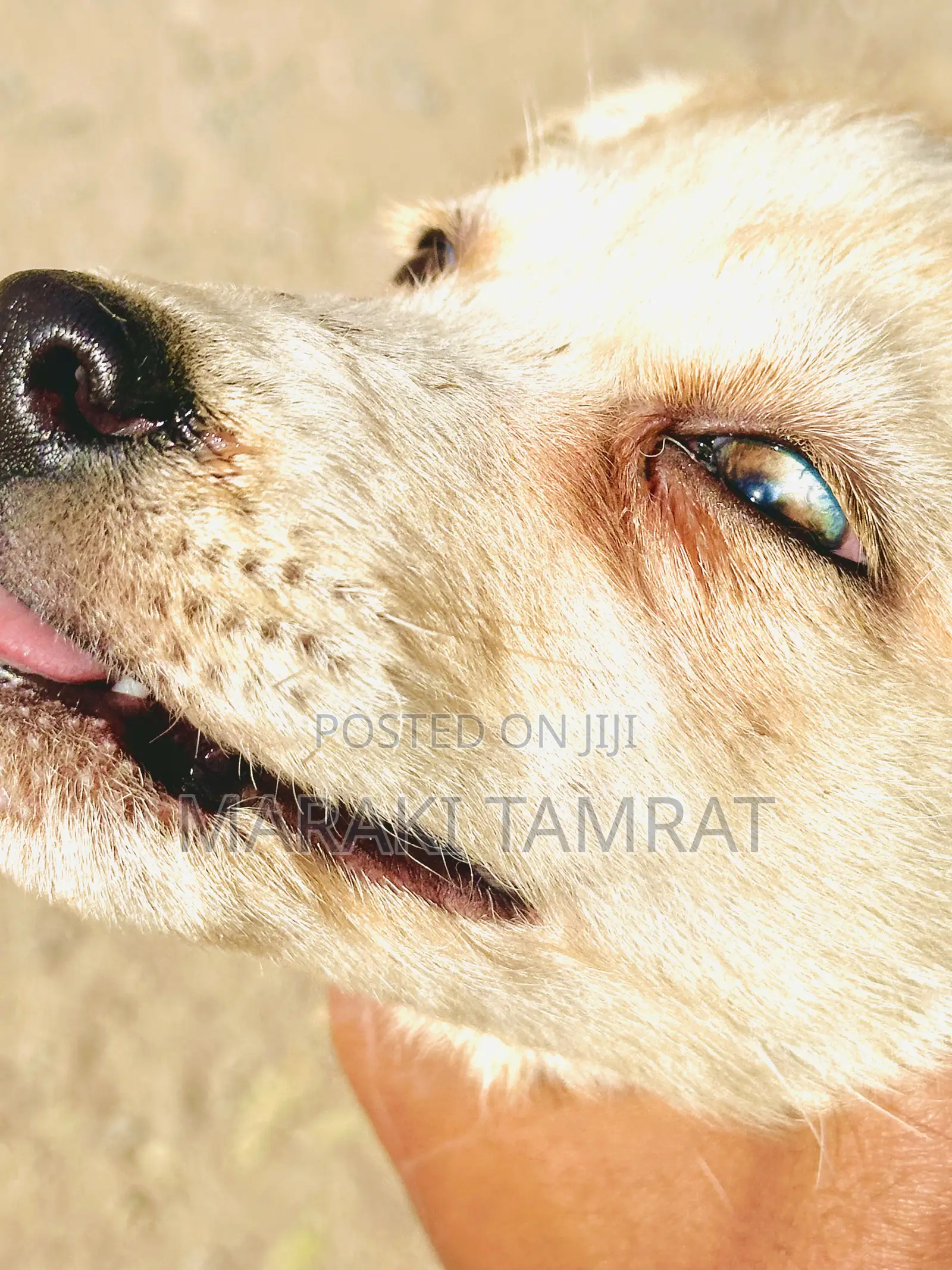 1-3 months Female Purebred Golden Retriever