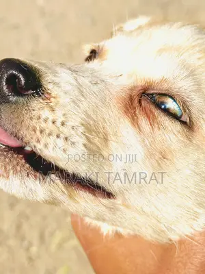 1-3 months Female Purebred Golden Retriever