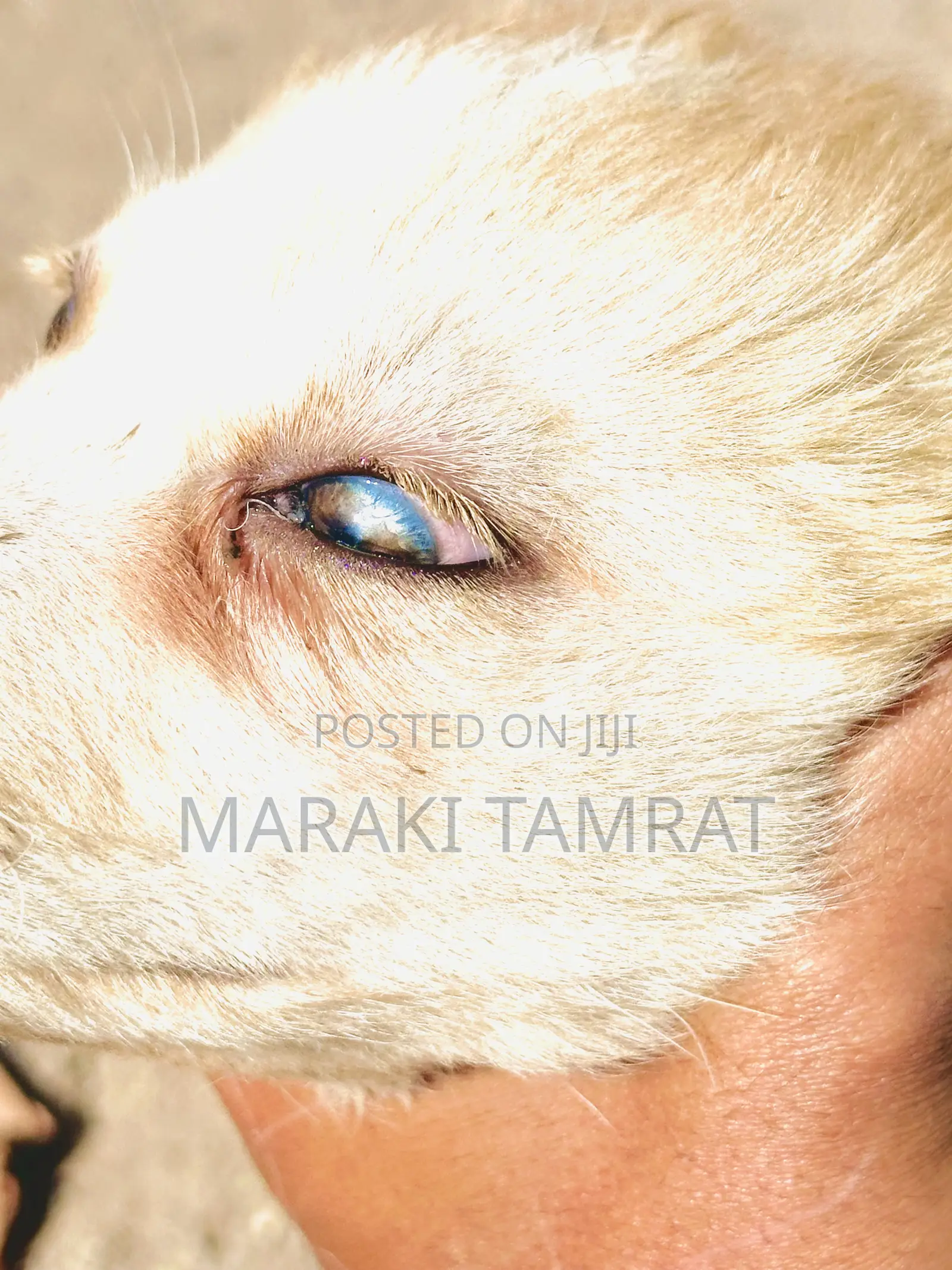 1-3 months Female Purebred Golden Retriever