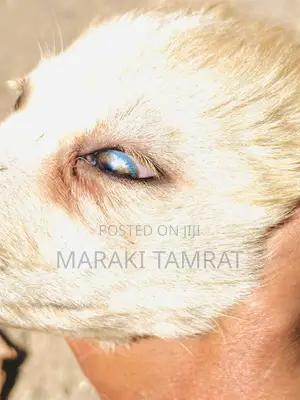 1-3 months Female Purebred Golden Retriever