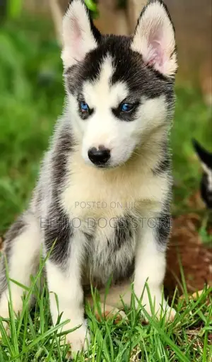 1-3 months Male Purebred Siberian Husky