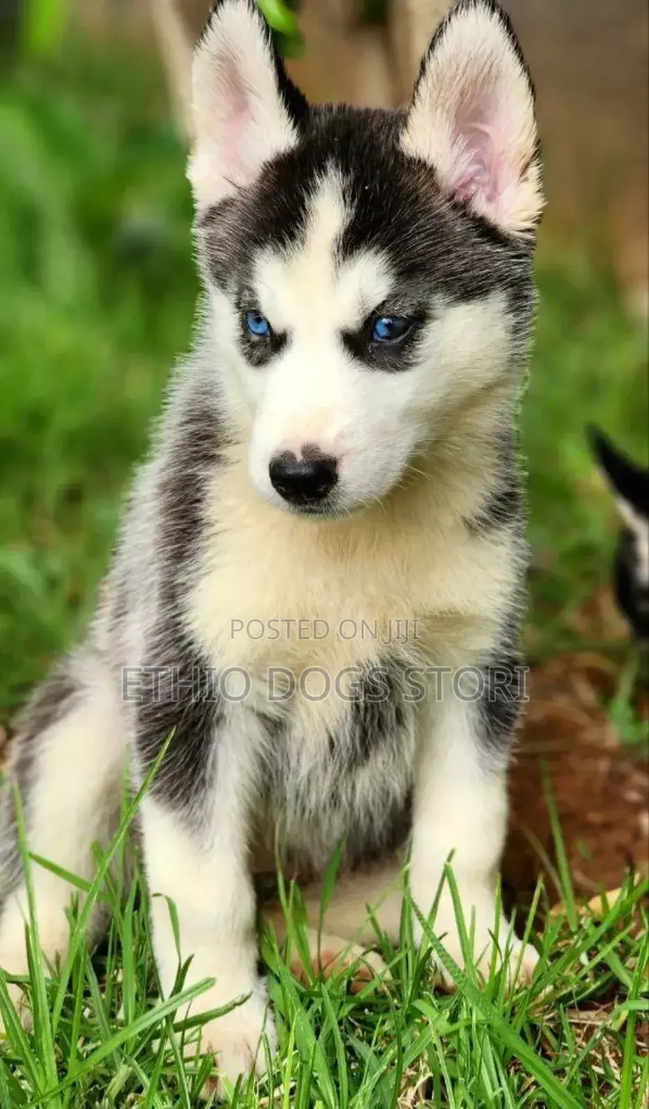 1-3 months Male Purebred Siberian Husky
