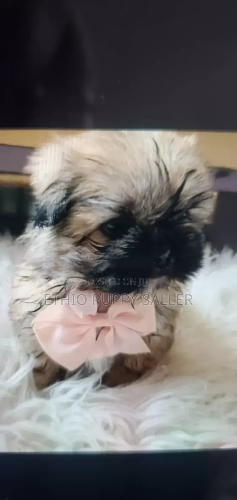 1-3 months Male Purebred Poodle