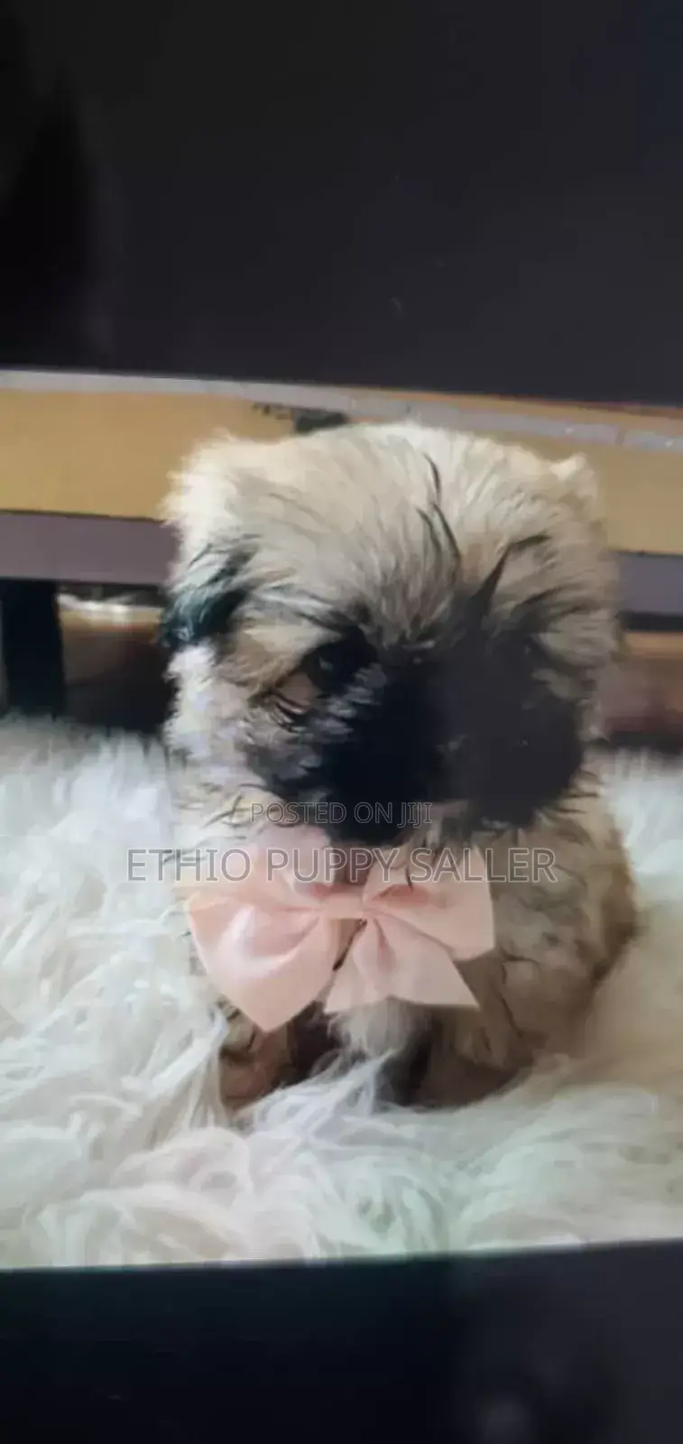 1-3 months Male Purebred Poodle