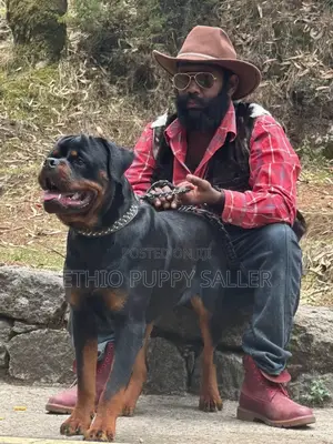 Photo - 6-12 months Male Purebred Rottweiler