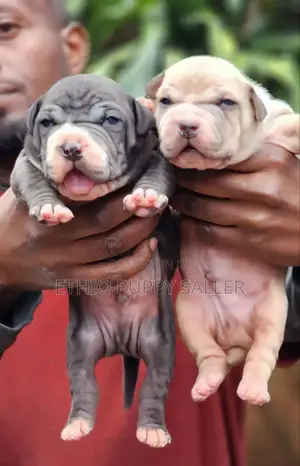Photo - 1-3 months Male Purebred American Bully