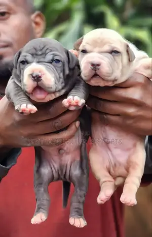 1-3 months Male Purebred American Bully