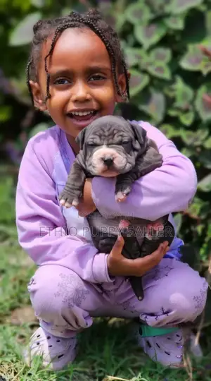 1-3 months Male Purebred American Bully