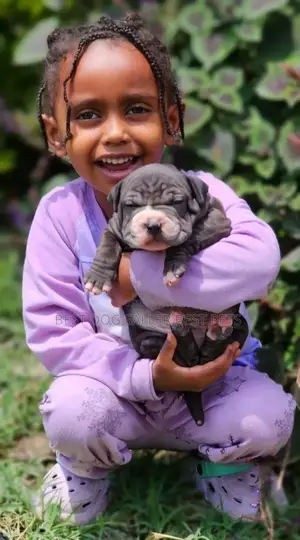 1-3 months Male Purebred American Bully