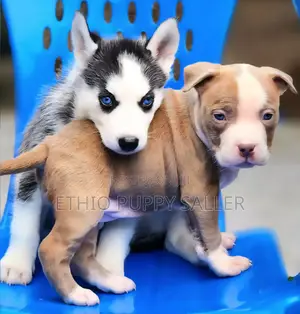 Photo - 1-3 months Male Purebred Siberian Husky