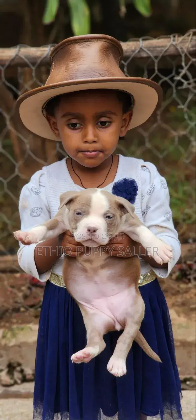 1-3 months Male Purebred American Bully