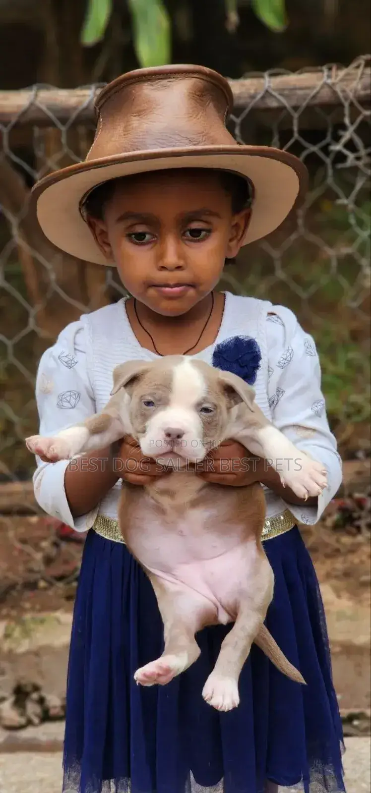 1-3 months Male Purebred American Bully