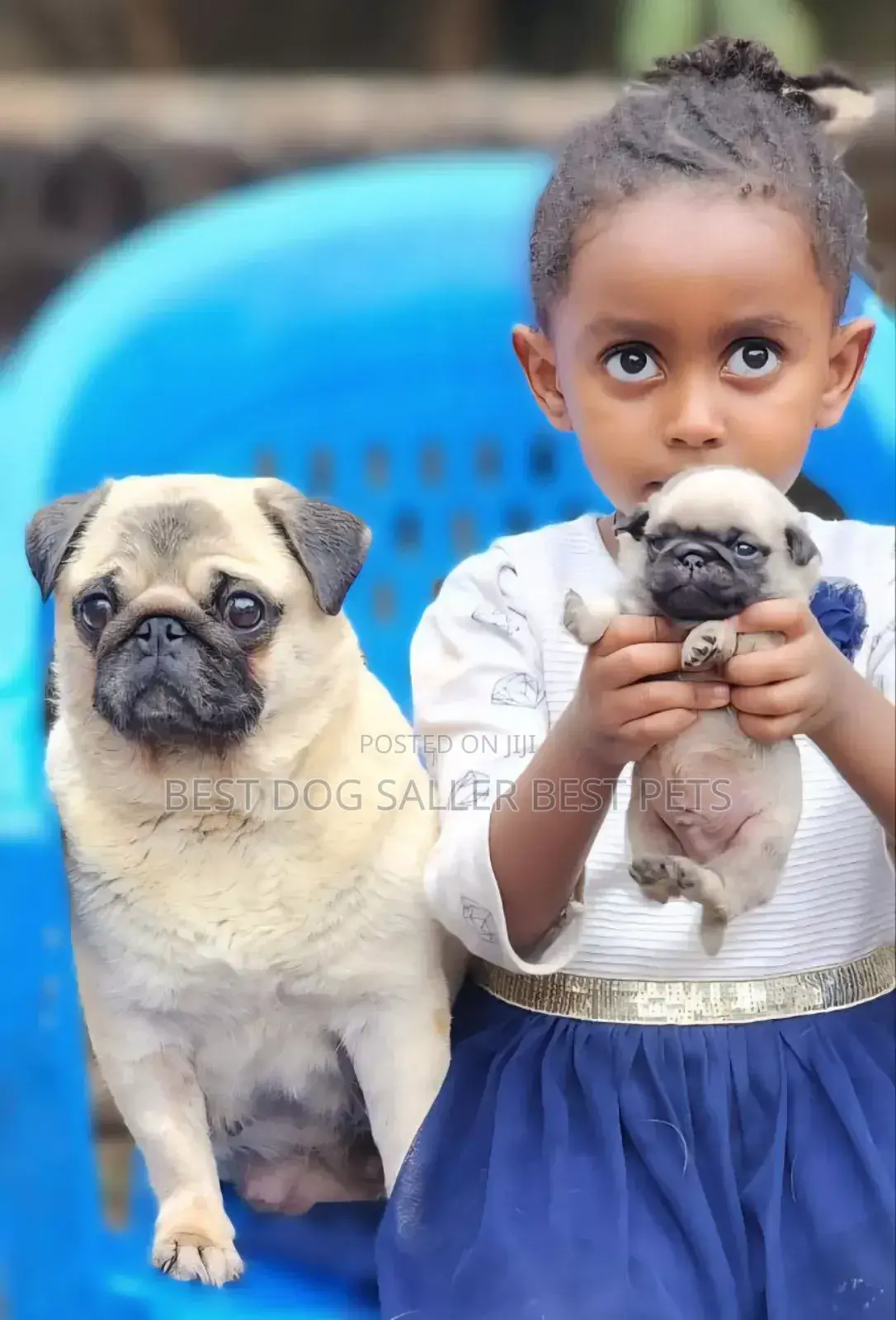 1-3 months Male Purebred Pug