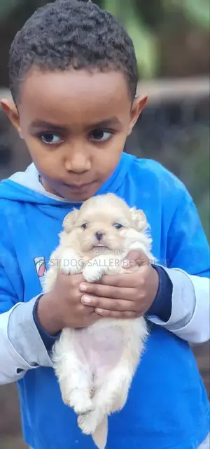 1-3 months Male Purebred Poodle