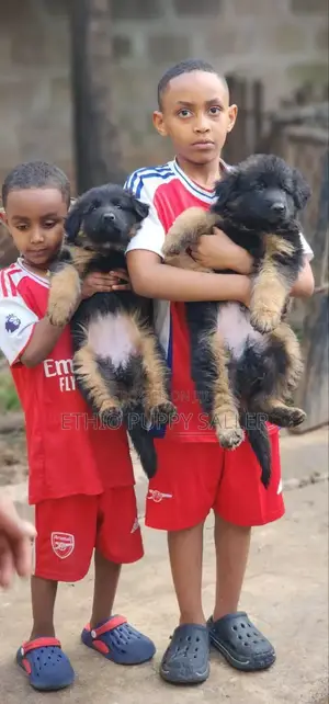 Photo - 1-3 months Male Purebred German Shepherd