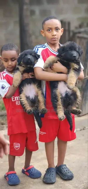 1-3 months Male Purebred German Shepherd