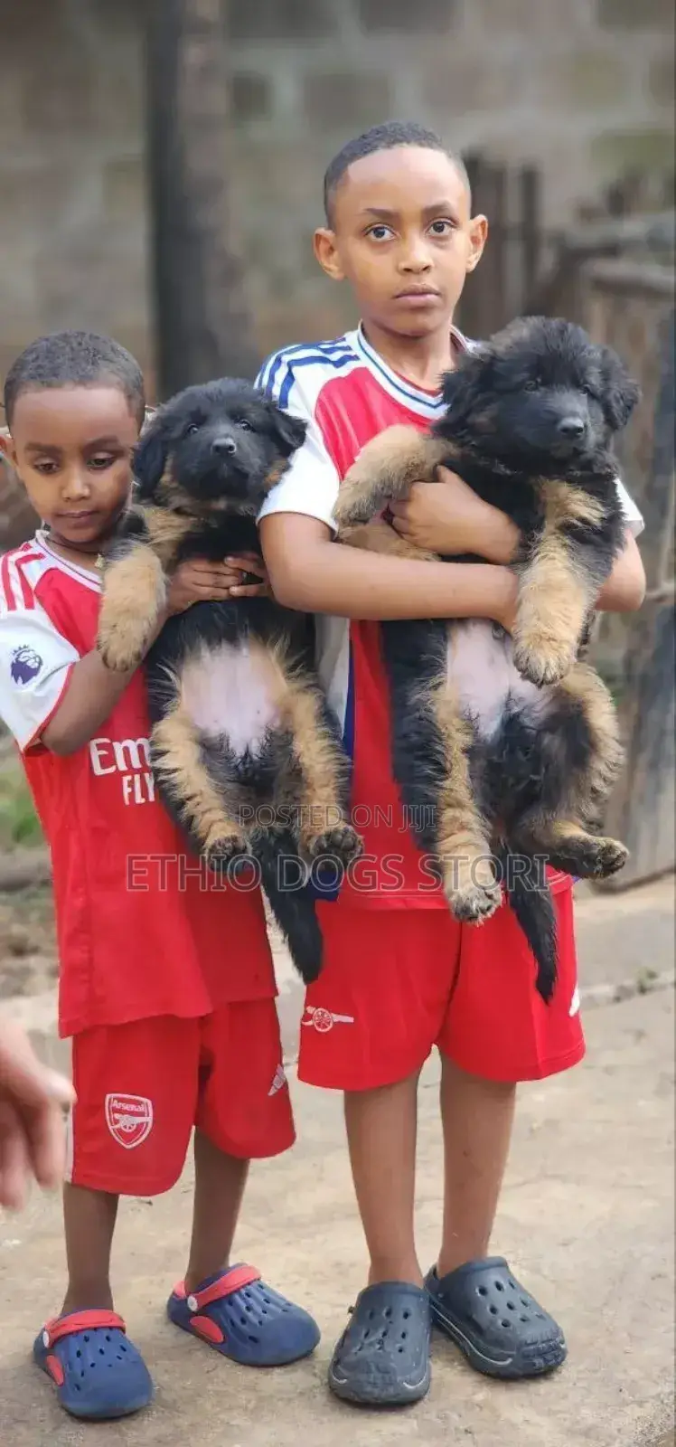 1-3 months Male Purebred German Shepherd