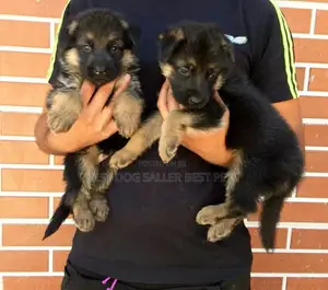 1-3 months Male Purebred German Shepherd