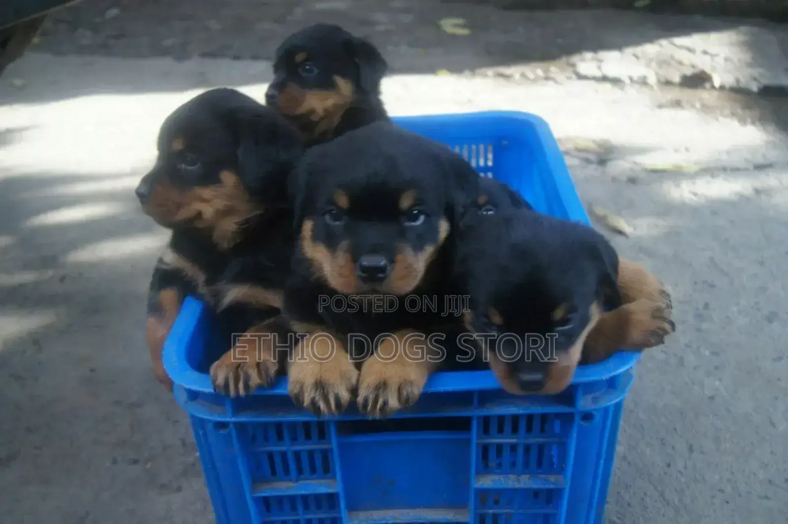 1-3 months Male Purebred Rottweiler