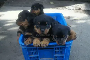 Photo - 1-3 months Male Purebred Rottweiler