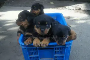 1-3 months Male Purebred Rottweiler