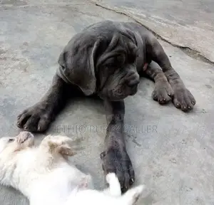 Photo - 1-3 months Male Purebred Boerboel