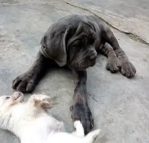 1-3 months Male Purebred Boerboel