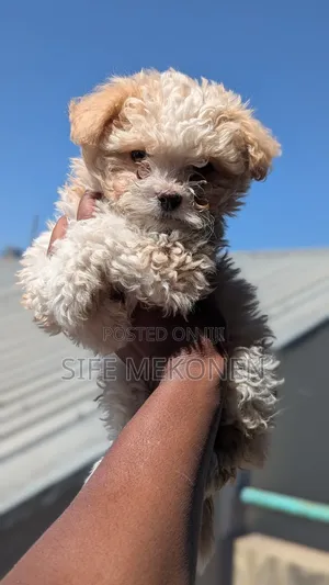 1-3 months Male Purebred Maltese