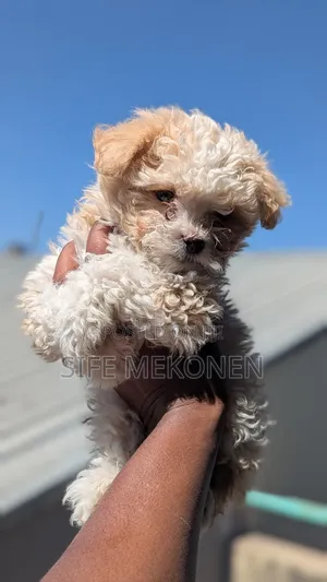 1-3 months Male Purebred Maltese
