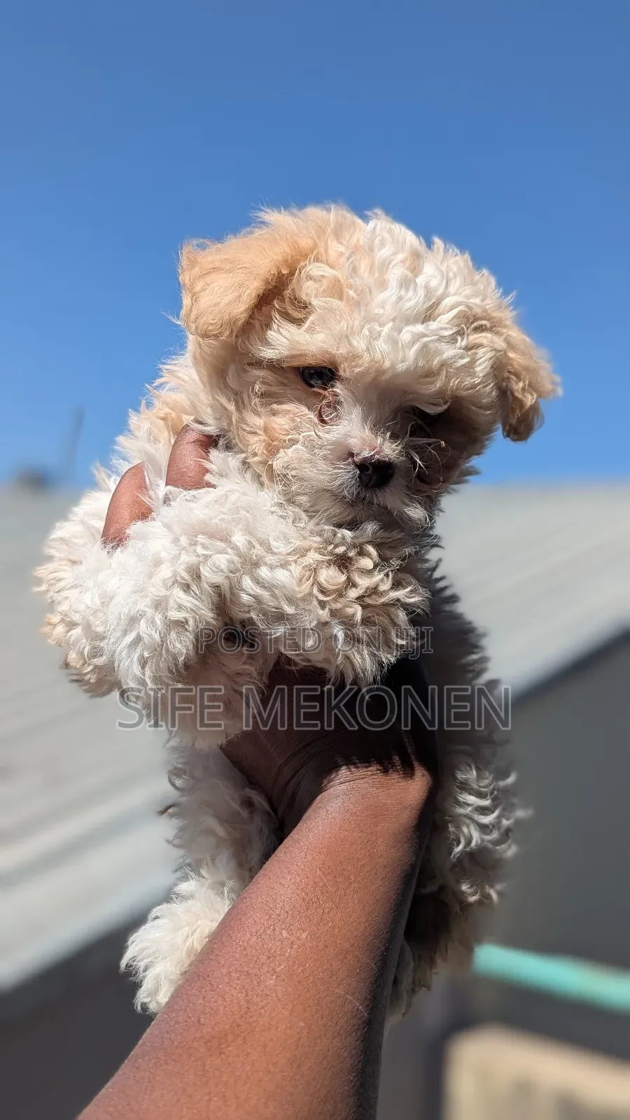 1-3 months Male Purebred Maltese
