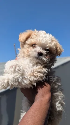 Photo - 1-3 months Male Purebred Maltese
