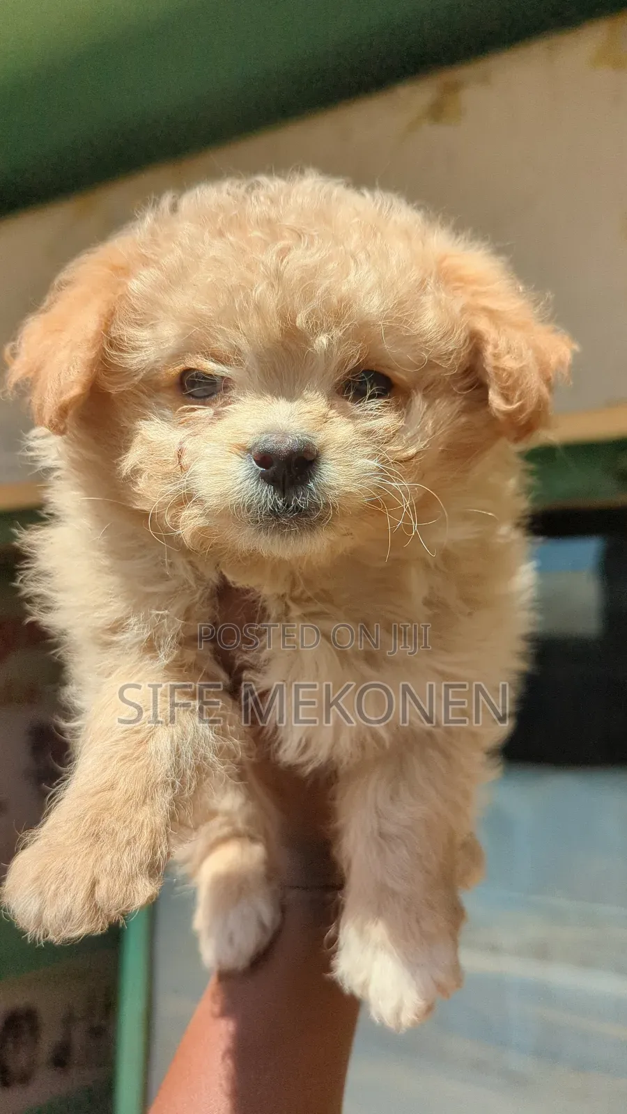 1-3 months Male Purebred Maltese