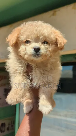 1-3 months Male Purebred Maltese