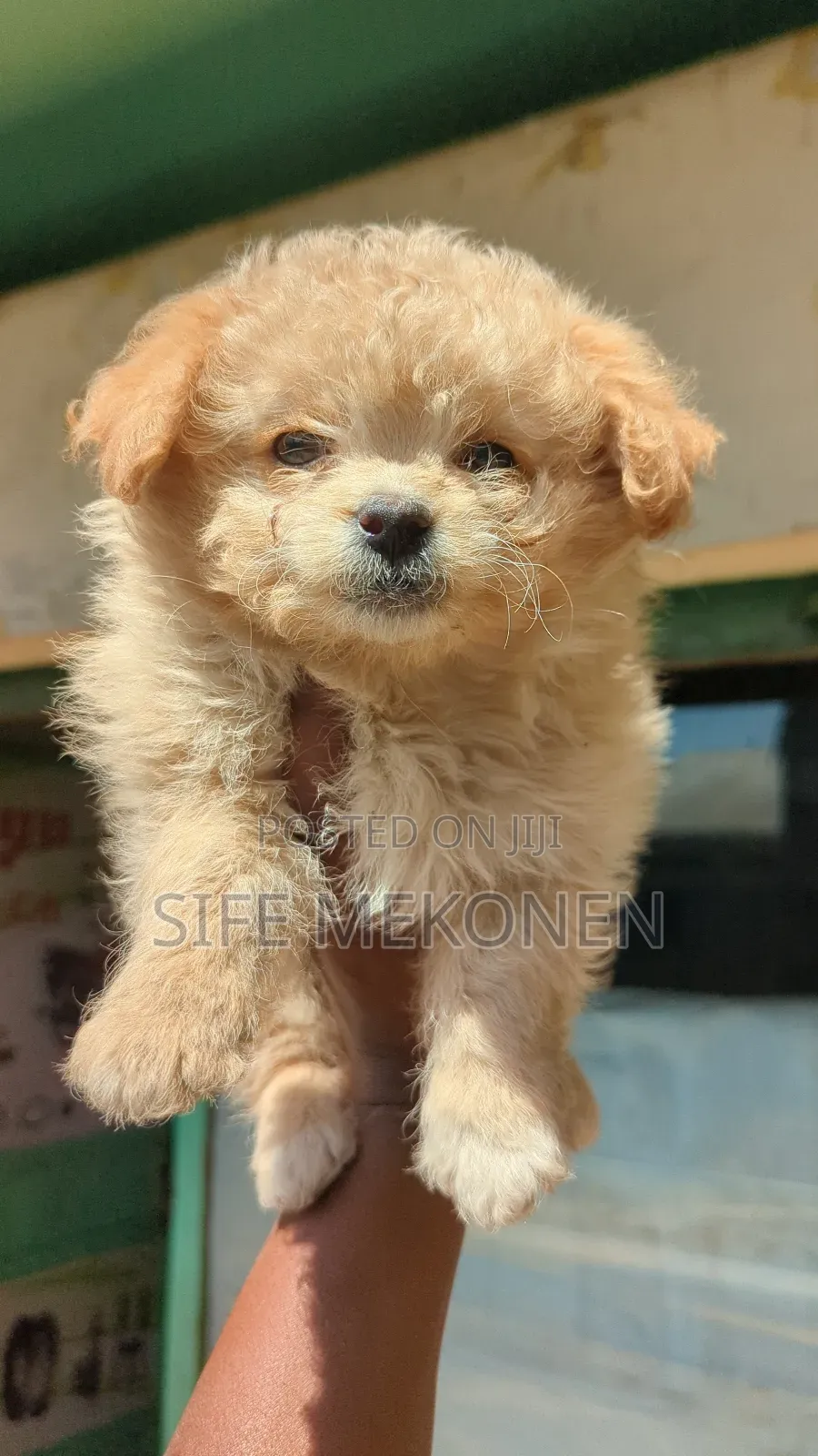 1-3 months Male Purebred Maltese