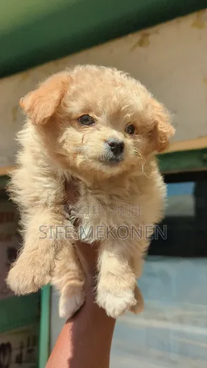 1-3 months Male Purebred Maltese